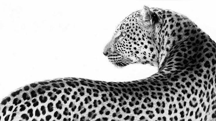 cute cheetah backgrounds 0069