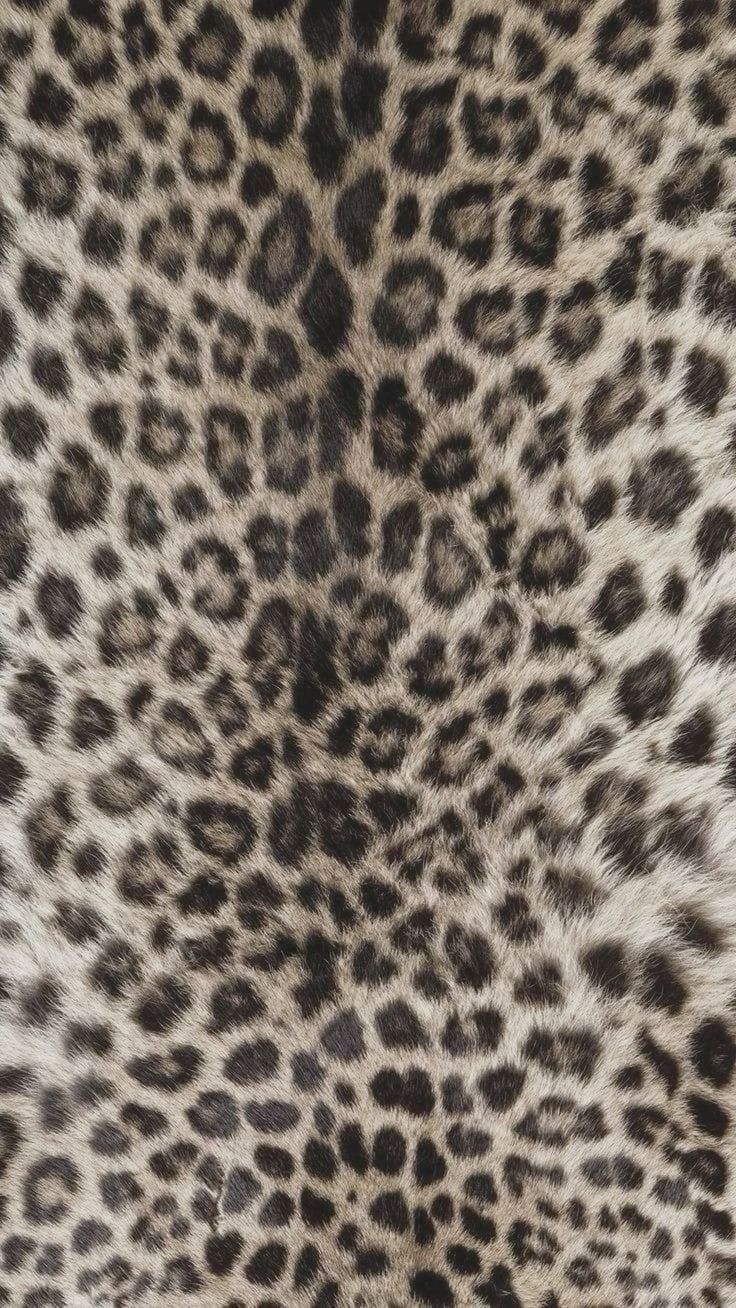 cute cheetah backgrounds 0092