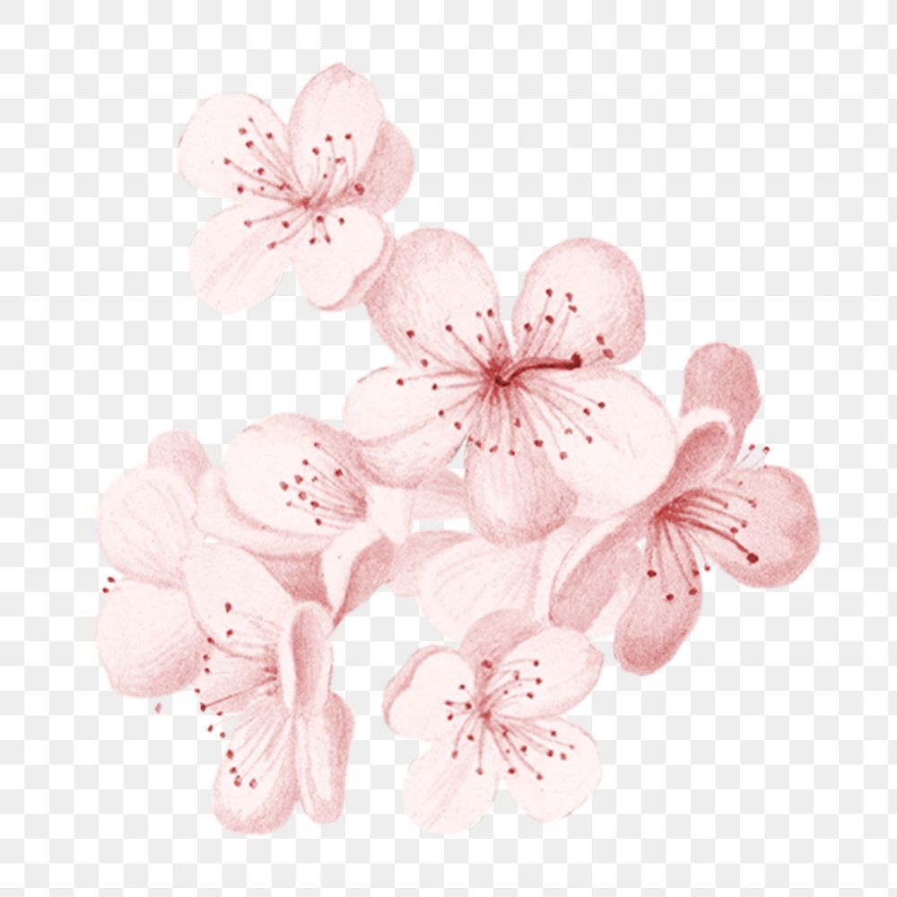 cute cherry blossom background 0012