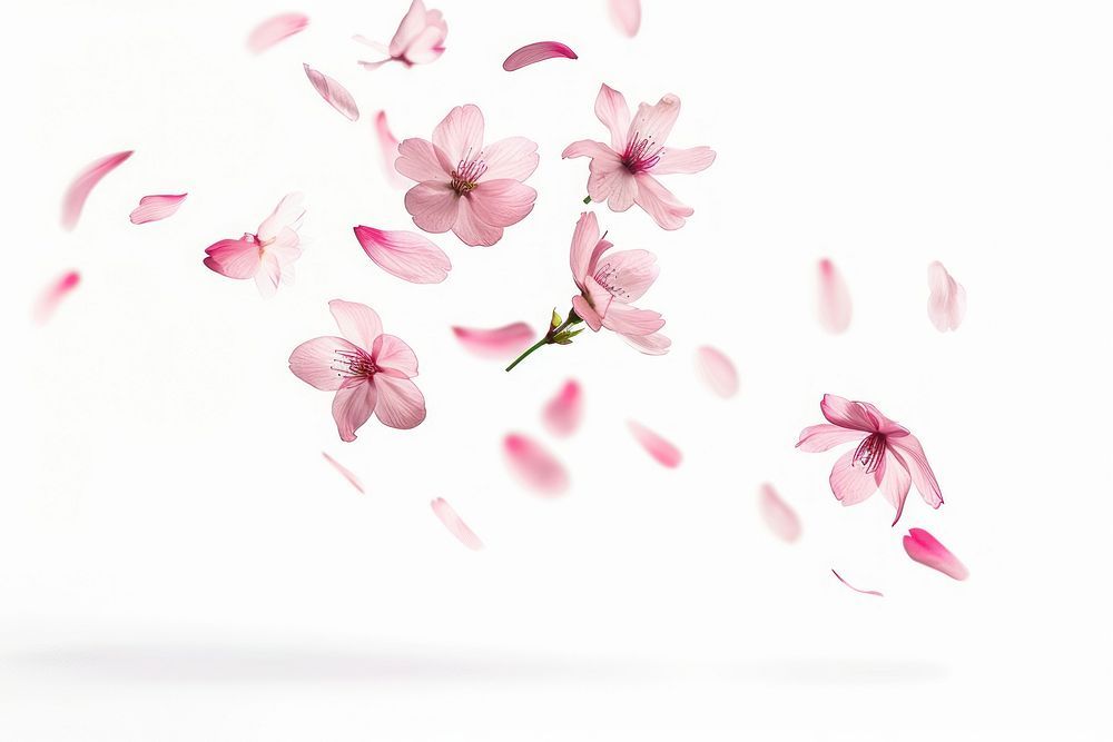 cute cherry blossom background 0014