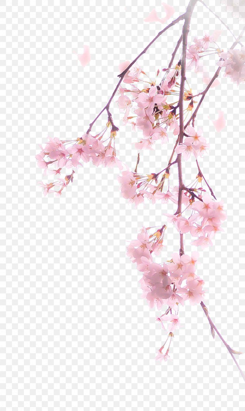 cute cherry blossom background 0017