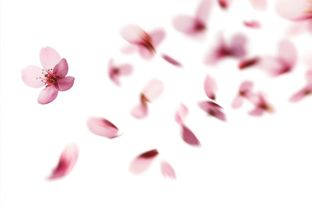 cute cherry blossom background 0024