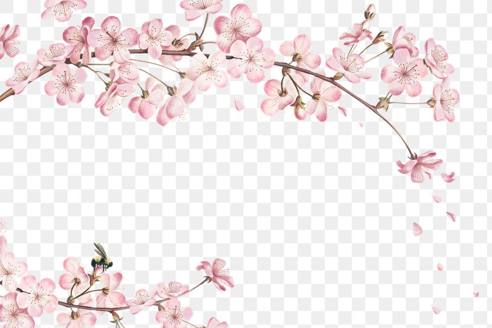 cute cherry blossom background 0036