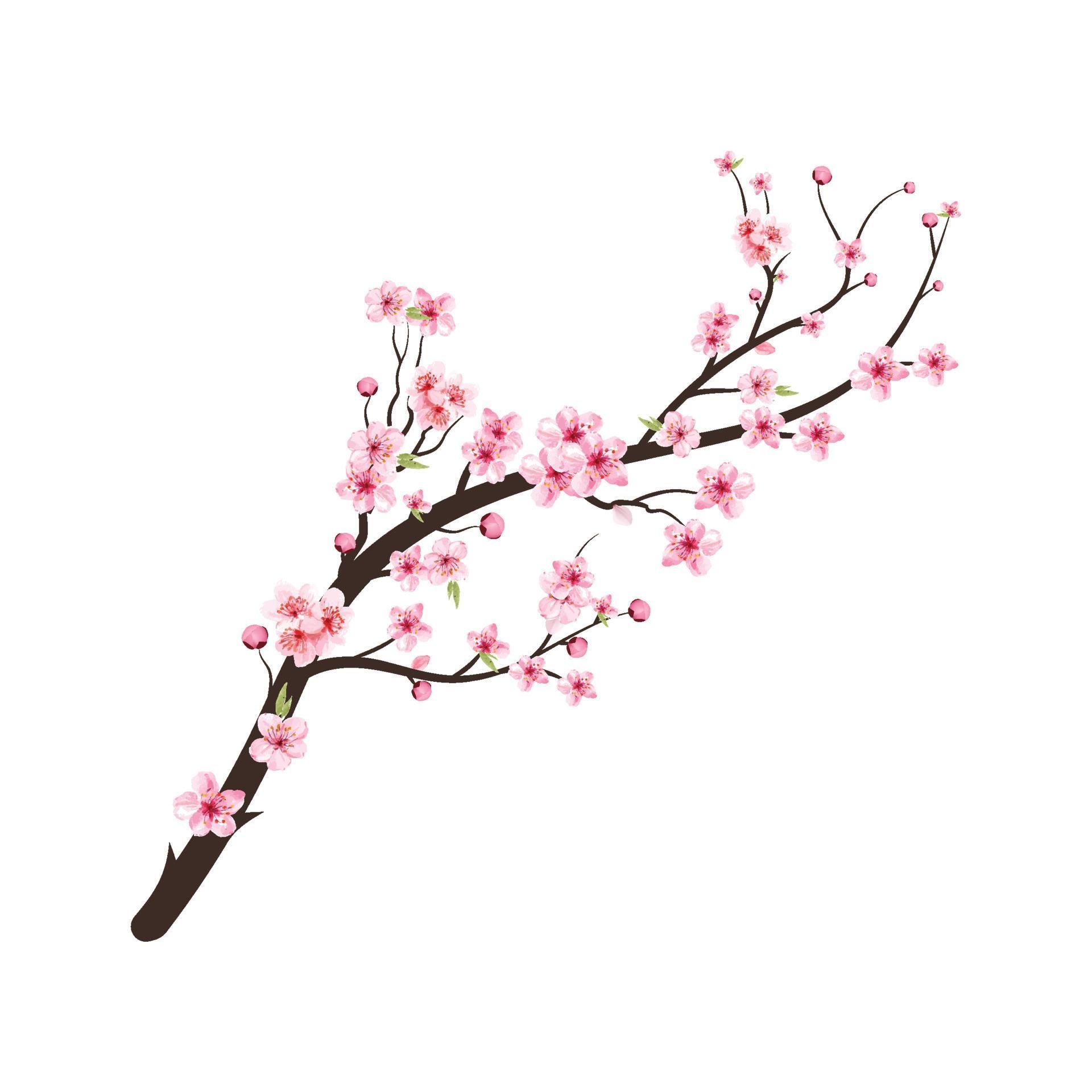 cute cherry blossom background 0038