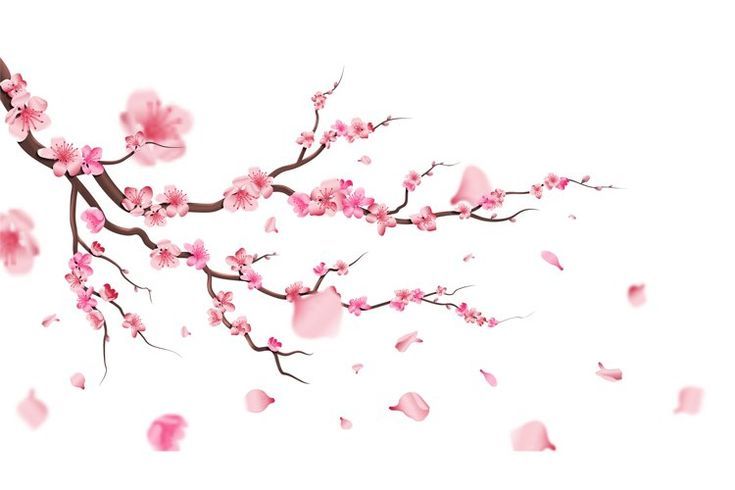 cute cherry blossom background 0041