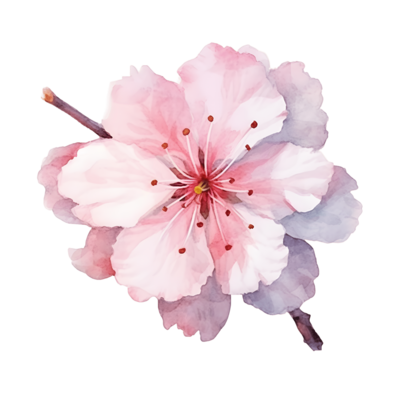 cute cherry blossom background 0046