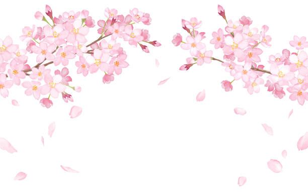 cute cherry blossom background 0063