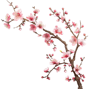 cute cherry blossom background 0064