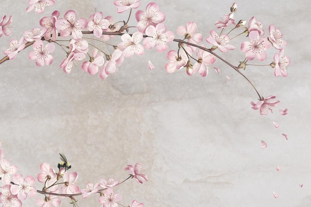 cute cherry blossom background 0067