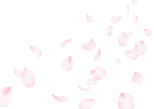 cute cherry blossom background 0070