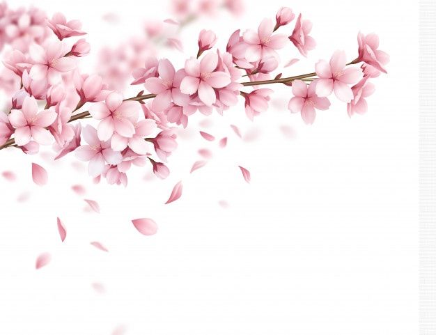 cute cherry blossom background 0075