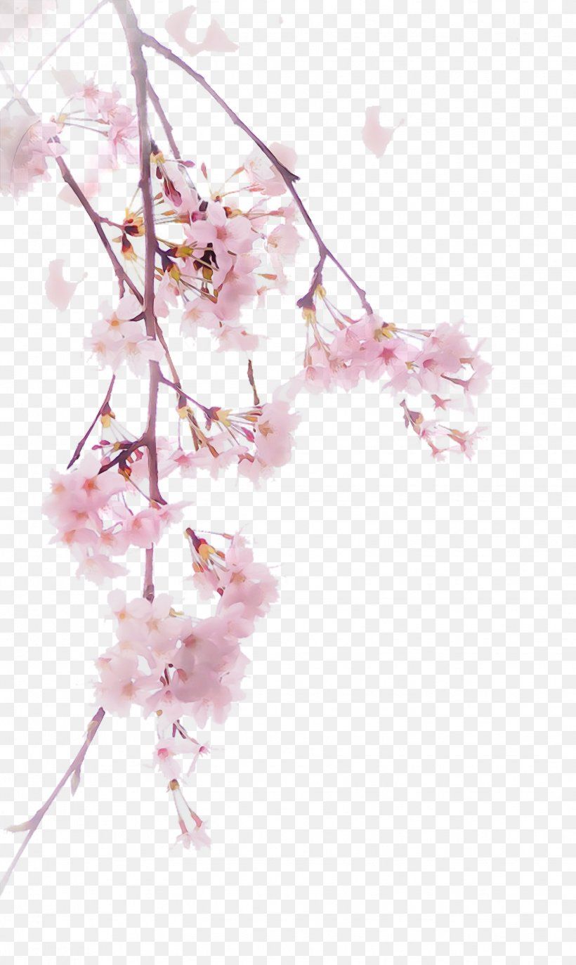 cute cherry blossom background 0078