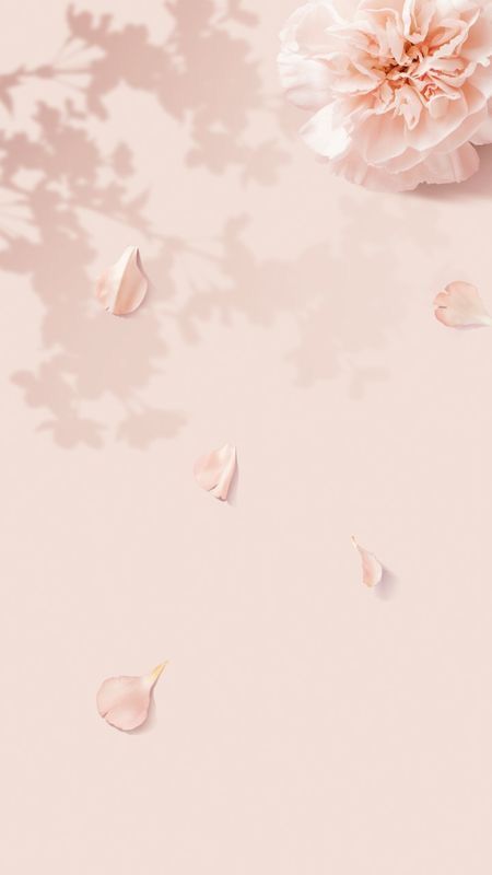 cute cherry blossom background 0081