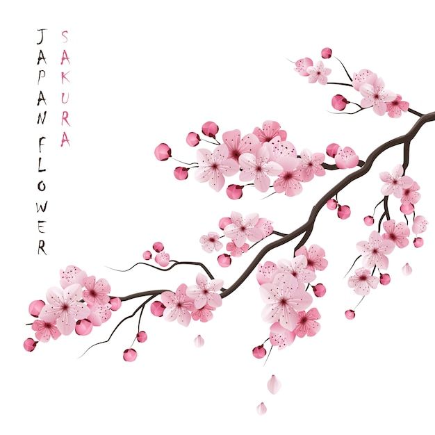 cute cherry blossom background 0088