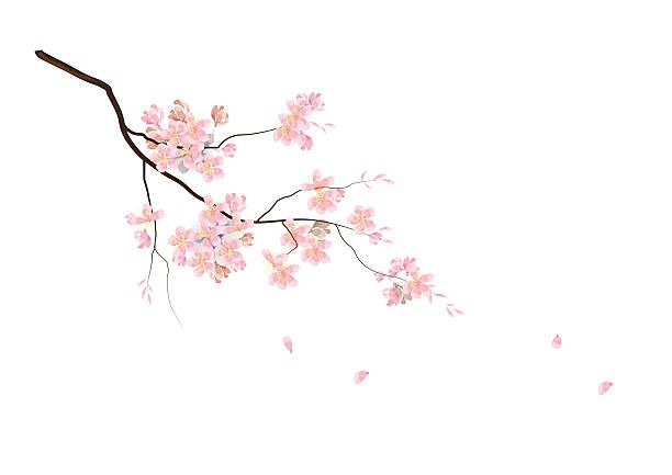 cute cherry blossom background 0090