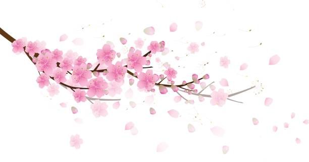 cute cherry blossom background 0093