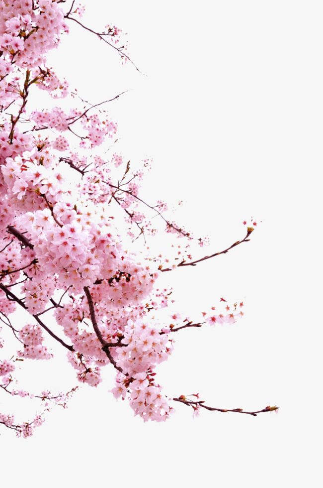 cute cherry blossom background 0096