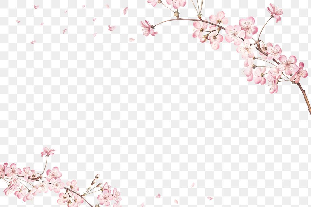 cute cherry blossom wallpaper