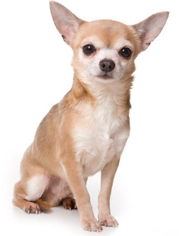 cute chihuahua backgrounds 0011