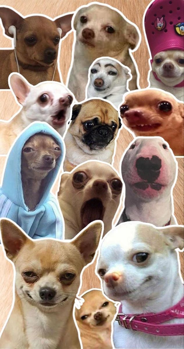 cute chihuahua backgrounds 0012