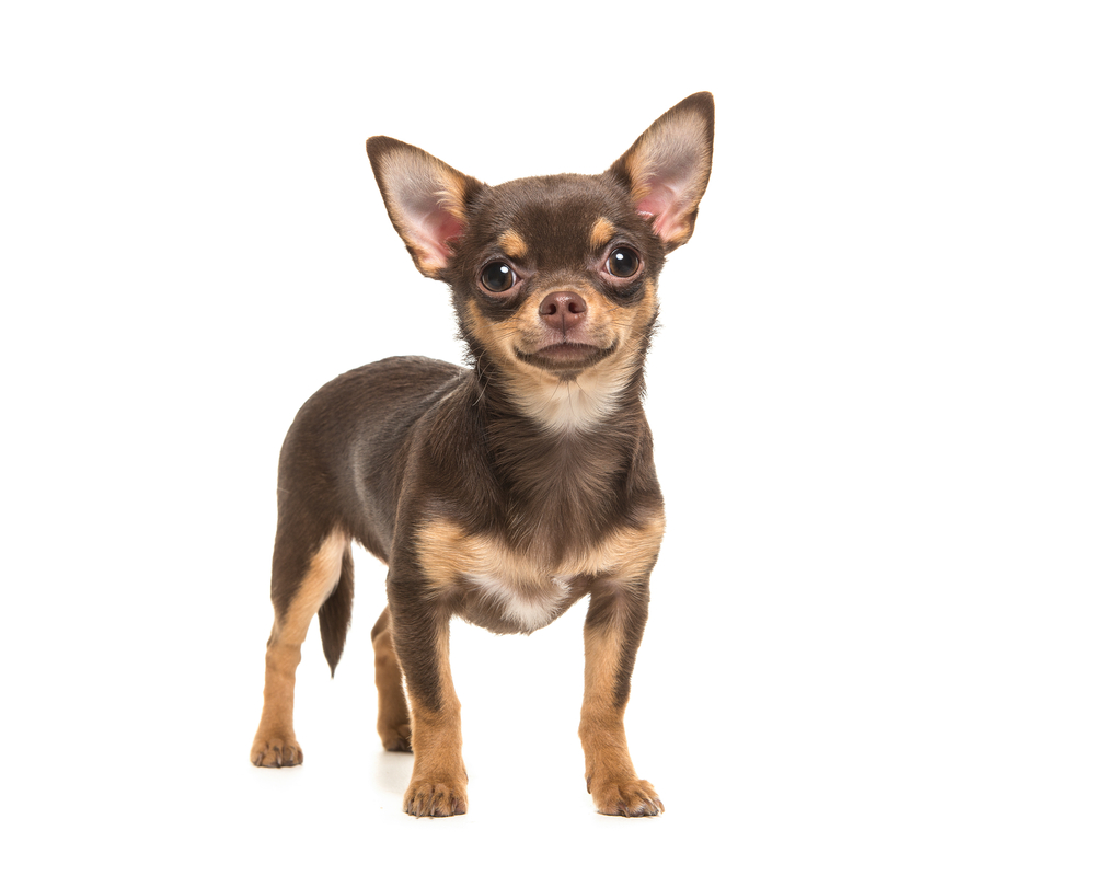 cute chihuahua backgrounds 0013