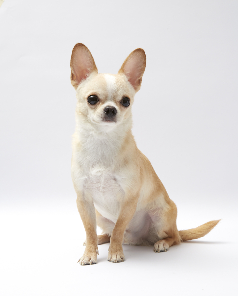 cute chihuahua backgrounds 0014