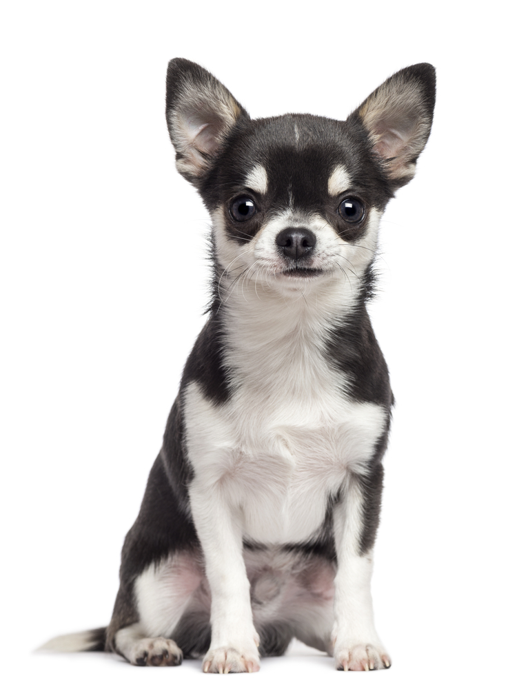 cute chihuahua backgrounds 0015