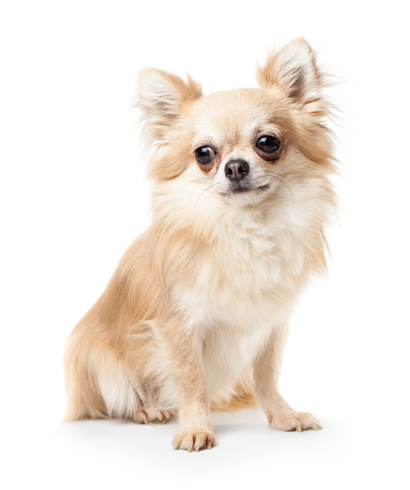 cute chihuahua backgrounds 0019