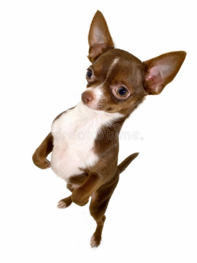 cute chihuahua backgrounds 0020