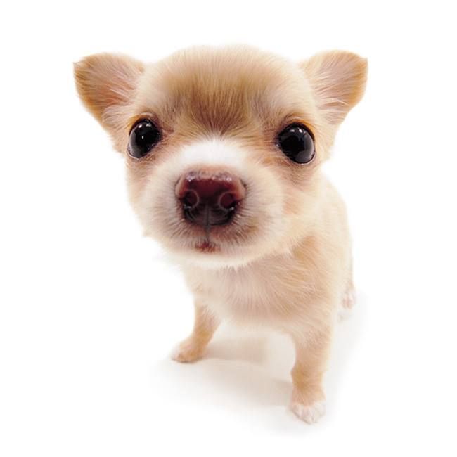 cute chihuahua backgrounds 0022