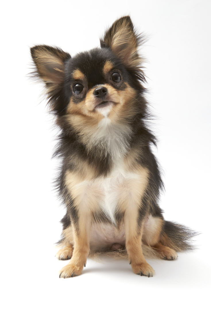 cute chihuahua backgrounds 0025