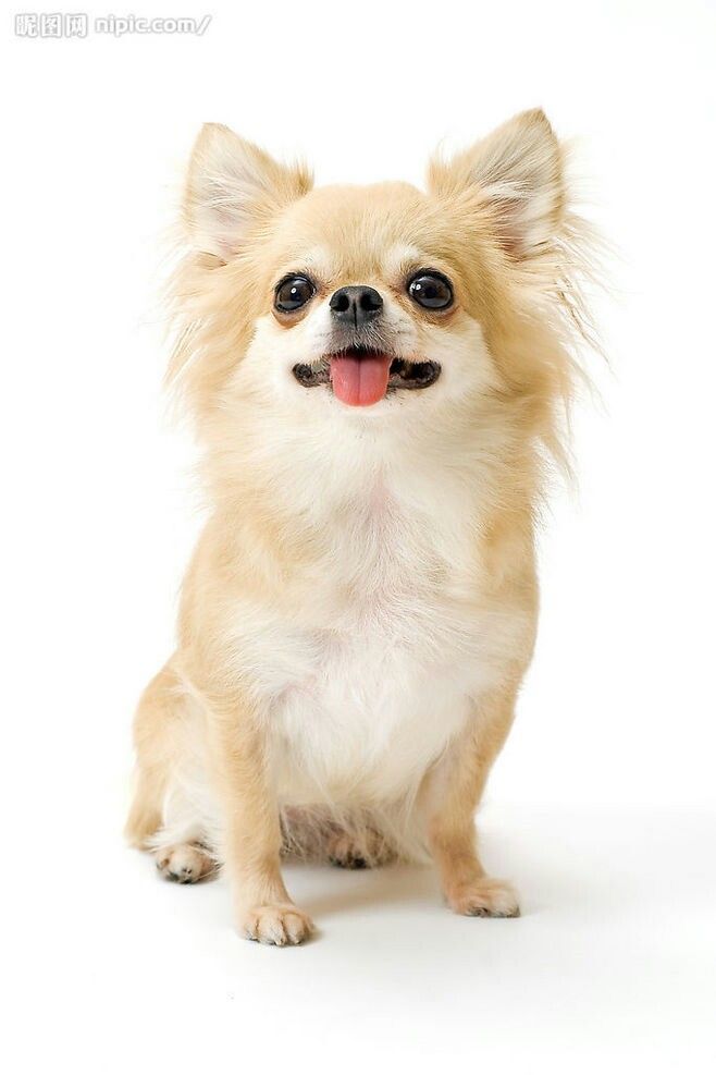 cute chihuahua backgrounds 0031