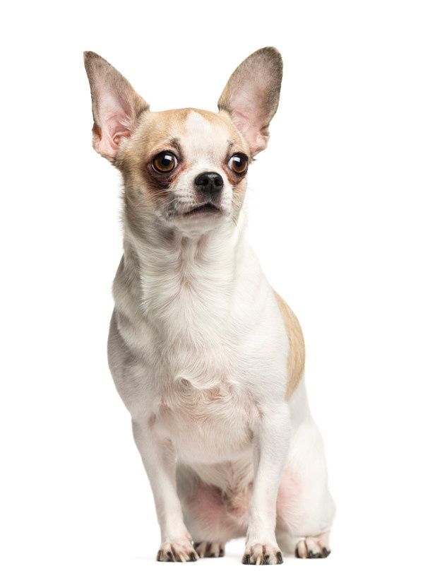 cute chihuahua backgrounds 0046