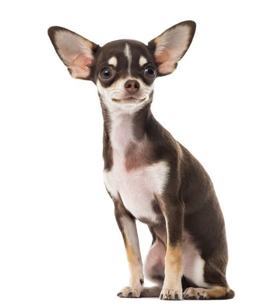 cute chihuahua backgrounds 0051