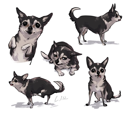 cute chihuahua backgrounds 0052