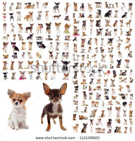 cute chihuahua backgrounds 0056