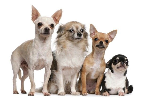 cute chihuahua backgrounds 0062