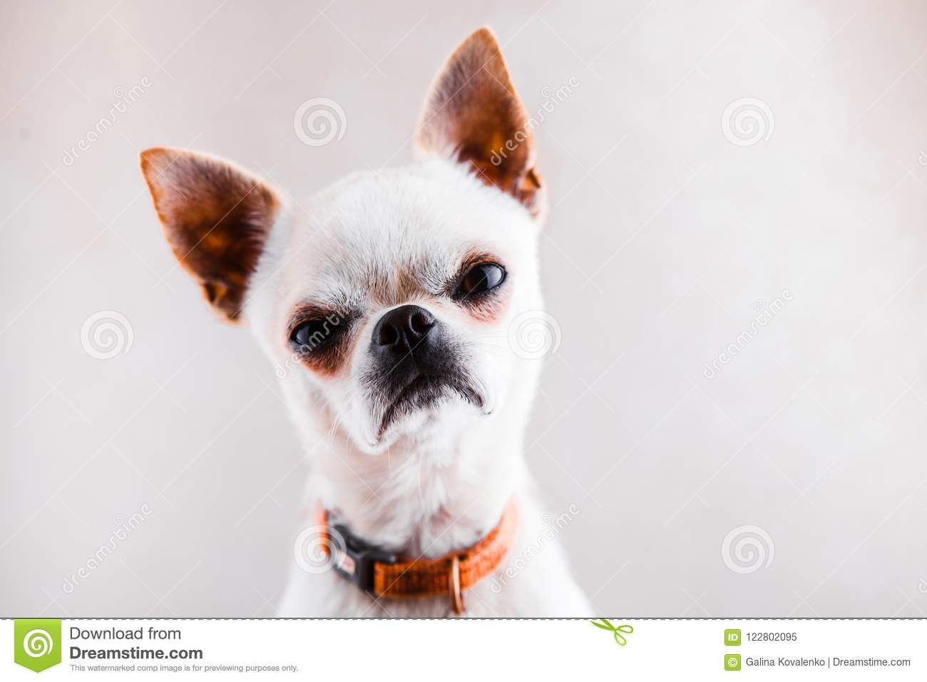 cute chihuahua backgrounds 0064