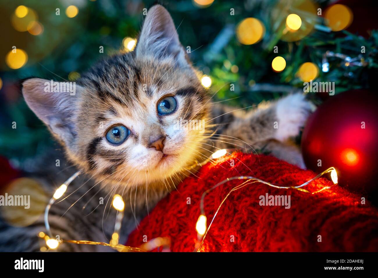 cute christmas lights background 0021