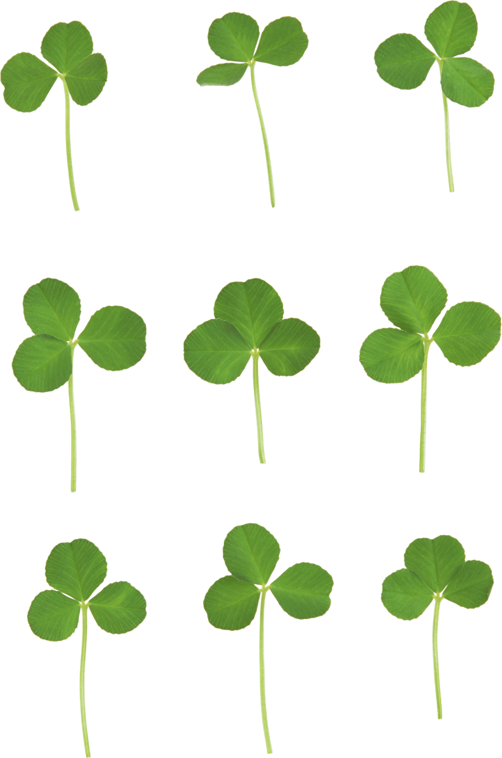 cute clover background 0049