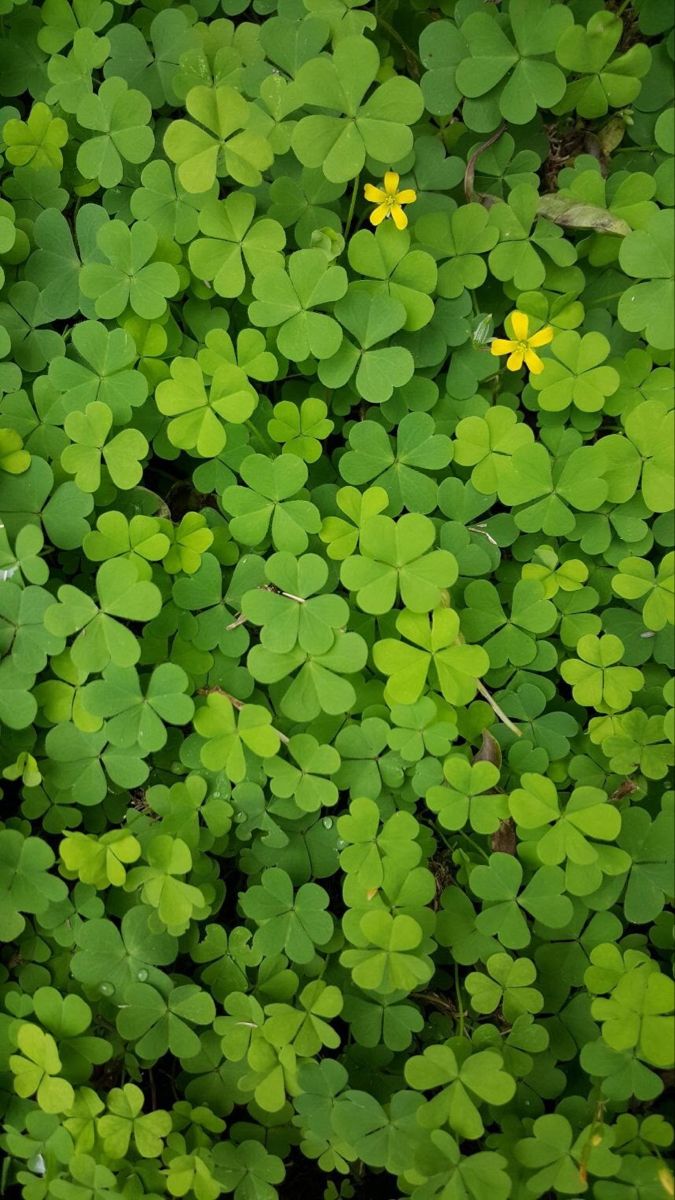 cute clover background 0069