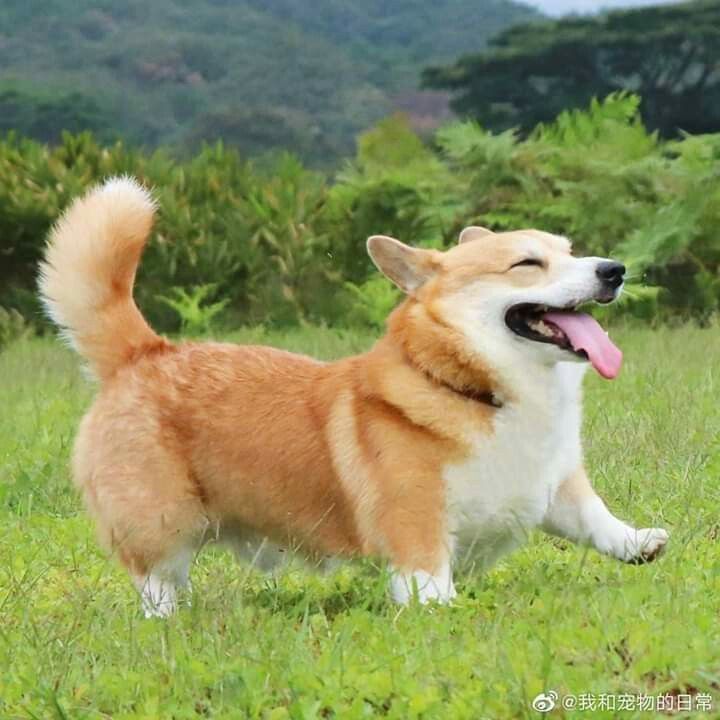 cute Corgi backgrounds 0011