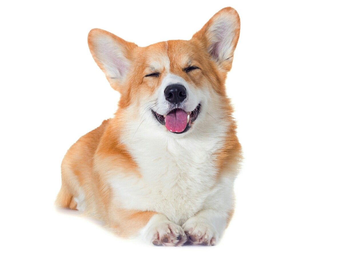 cute Corgi backgrounds 0019