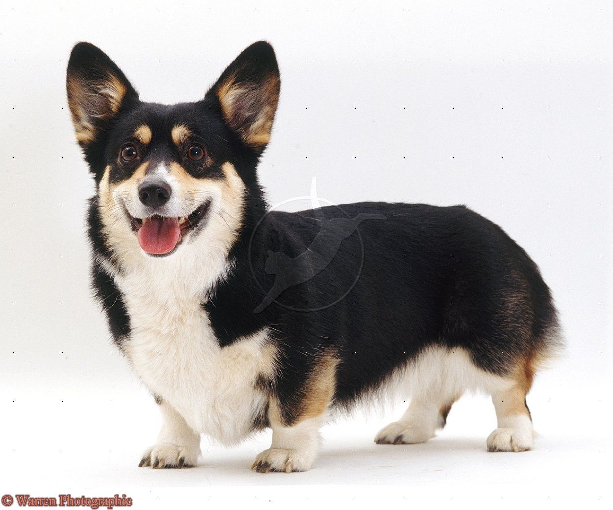 cute Corgi backgrounds 0043