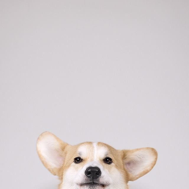 cute Corgi backgrounds 0060