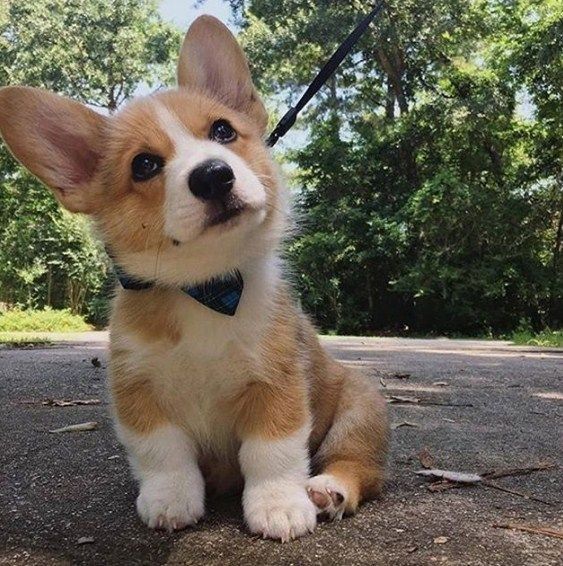 cute Corgi themed backgrounds