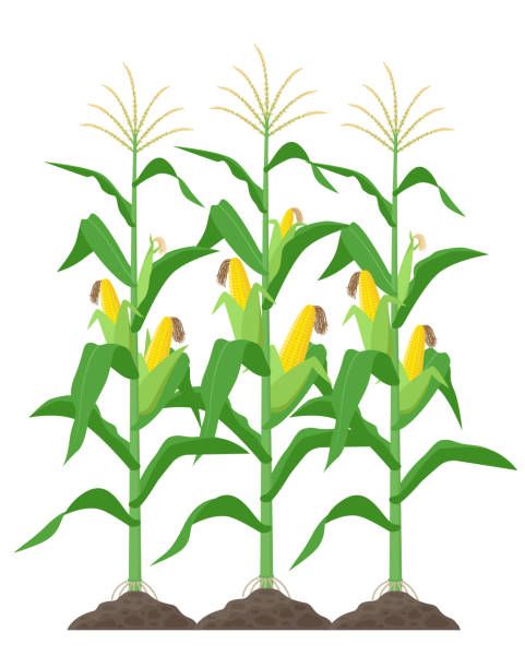 cute corn background 0010