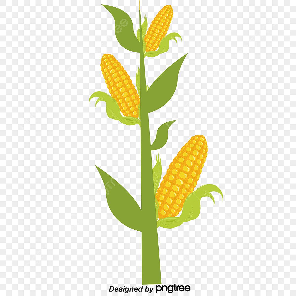 cute corn background 0012