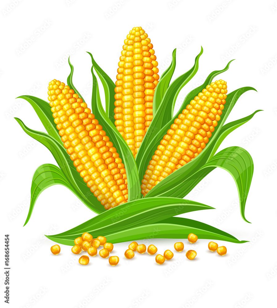 cute corn background 0013