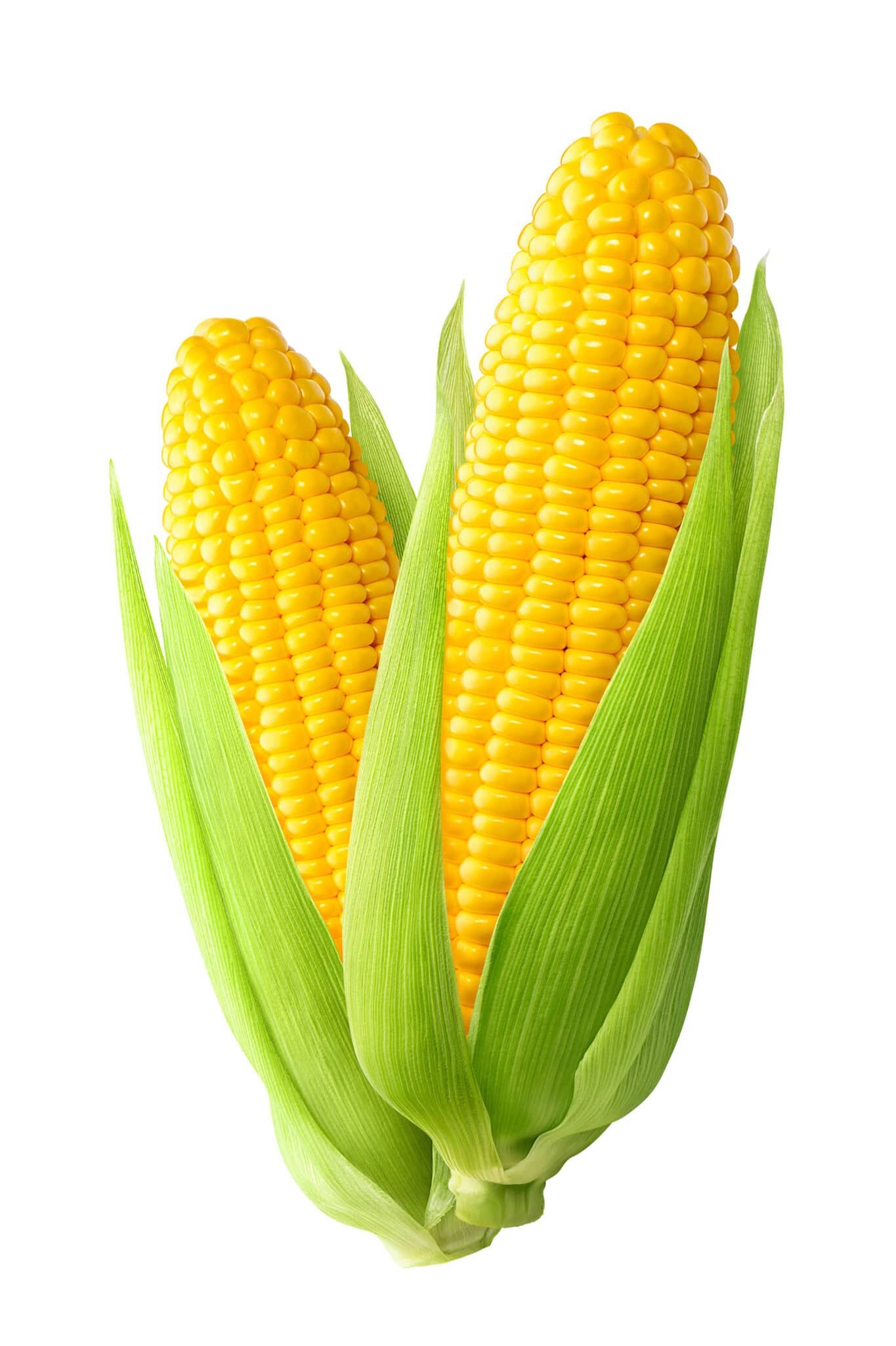 cute corn background 0014